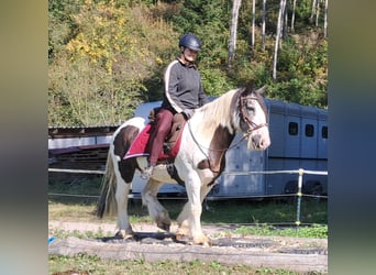 Cob Irlandese / Tinker / Gypsy Vanner, Castrone, 17 Anni, 150 cm, Pezzato