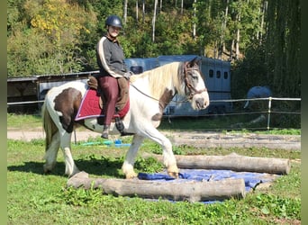 Cob Irlandese / Tinker / Gypsy Vanner, Castrone, 17 Anni, 150 cm, Pezzato