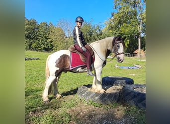 Cob Irlandese / Tinker / Gypsy Vanner, Castrone, 17 Anni, 150 cm, Pezzato