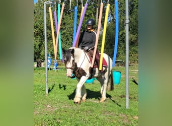 Cob Irlandese / Tinker / Gypsy Vanner, Castrone, 17 Anni, 150 cm, Pezzato