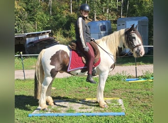 Cob Irlandese / Tinker / Gypsy Vanner, Castrone, 17 Anni, 150 cm, Pezzato