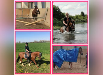 Cob Irlandese / Tinker / Gypsy Vanner, Castrone, 18 Anni, 148 cm, Sauro