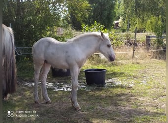 Cob Irlandese / Tinker / Gypsy Vanner, Castrone, 1 Anno, 138 cm, Pezzato
