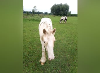 Cob Irlandese / Tinker / Gypsy Vanner, Castrone, 1 Anno, 138 cm, Pezzato
