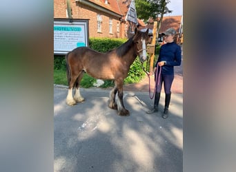 Cob Irlandese / Tinker / Gypsy Vanner, Castrone, 1 Anno, 145 cm, Baio