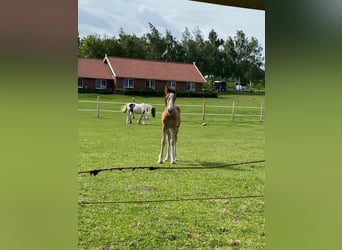 Cob Irlandese / Tinker / Gypsy Vanner, Castrone, 1 Anno, 145 cm, Baio