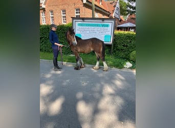 Cob Irlandese / Tinker / Gypsy Vanner, Castrone, 1 Anno, 145 cm, Baio