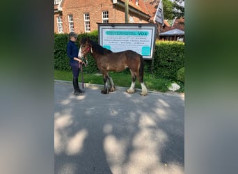 Cob Irlandese / Tinker / Gypsy Vanner, Castrone, 1 Anno, 145 cm, Baio