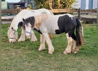 Cob Irlandese / Tinker / Gypsy Vanner, Castrone, 3 Anni, 118 cm, Pezzato