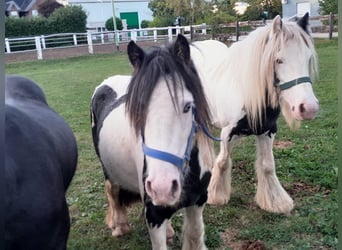 Cob Irlandese / Tinker / Gypsy Vanner, Castrone, 3 Anni, 118 cm, Pezzato