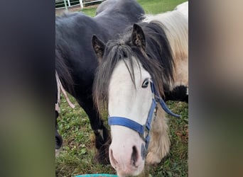 Cob Irlandese / Tinker / Gypsy Vanner, Castrone, 3 Anni, 118 cm, Pezzato