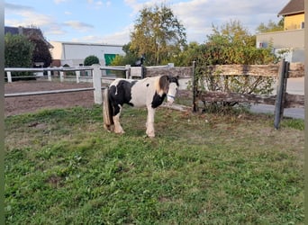 Cob Irlandese / Tinker / Gypsy Vanner, Castrone, 3 Anni, 118 cm, Pezzato