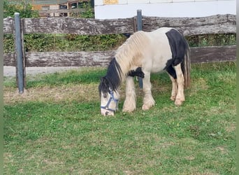 Cob Irlandese / Tinker / Gypsy Vanner, Castrone, 3 Anni, 118 cm, Pezzato