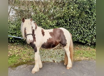 Cob Irlandese / Tinker / Gypsy Vanner, Castrone, 3 Anni, 125 cm, Pezzato