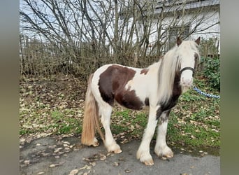 Cob Irlandese / Tinker / Gypsy Vanner, Castrone, 3 Anni, 125 cm, Pezzato