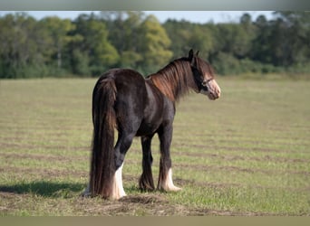 Cob Irlandese / Tinker / Gypsy Vanner, Castrone, 3 Anni, 127 cm