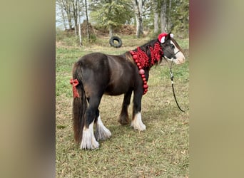 Cob Irlandese / Tinker / Gypsy Vanner, Castrone, 3 Anni, 127 cm