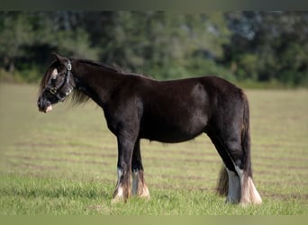 Cob Irlandese / Tinker / Gypsy Vanner, Castrone, 3 Anni, 127 cm