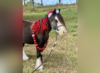 Cob Irlandese / Tinker / Gypsy Vanner, Castrone, 3 Anni, 127 cm