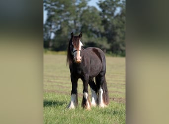 Cob Irlandese / Tinker / Gypsy Vanner, Castrone, 3 Anni, 127 cm