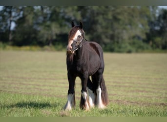 Cob Irlandese / Tinker / Gypsy Vanner, Castrone, 3 Anni, 127 cm