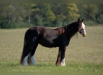 Cob Irlandese / Tinker / Gypsy Vanner, Castrone, 3 Anni, 127 cm