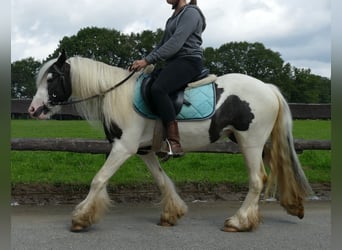 Cob Irlandese / Tinker / Gypsy Vanner, Castrone, 3 Anni, 134 cm, Pezzato