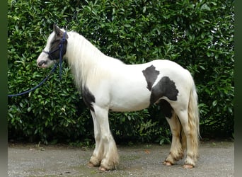 Cob Irlandese / Tinker / Gypsy Vanner, Castrone, 3 Anni, 134 cm, Pezzato