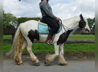Cob Irlandese / Tinker / Gypsy Vanner, Castrone, 3 Anni, 134 cm, Pezzato