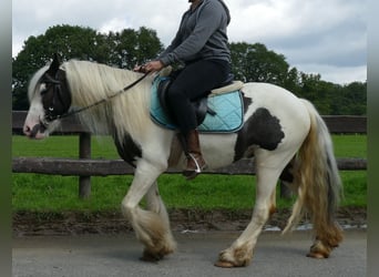 Cob Irlandese / Tinker / Gypsy Vanner, Castrone, 3 Anni, 134 cm, Pezzato