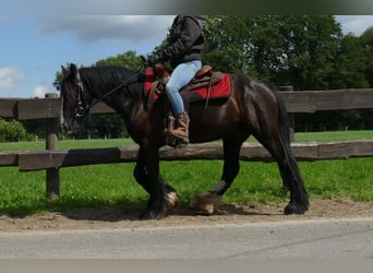 Cob Irlandese / Tinker / Gypsy Vanner, Castrone, 3 Anni, 138 cm, Morello