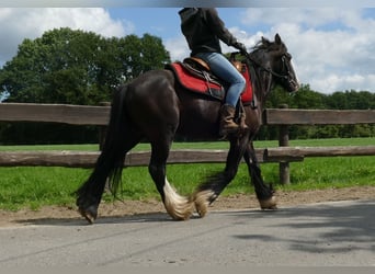 Cob Irlandese / Tinker / Gypsy Vanner, Castrone, 3 Anni, 138 cm, Morello