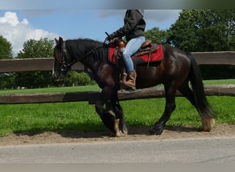 Cob Irlandese / Tinker / Gypsy Vanner, Castrone, 3 Anni, 138 cm, Morello