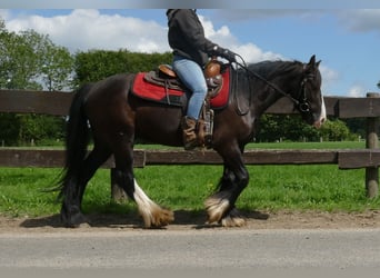 Cob Irlandese / Tinker / Gypsy Vanner, Castrone, 3 Anni, 138 cm, Morello