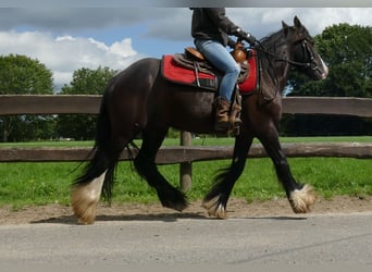 Cob Irlandese / Tinker / Gypsy Vanner, Castrone, 3 Anni, 138 cm, Morello