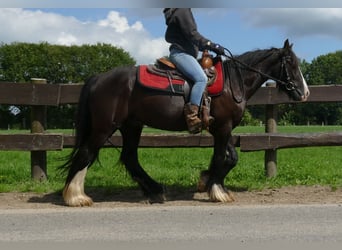 Cob Irlandese / Tinker / Gypsy Vanner, Castrone, 3 Anni, 138 cm, Morello