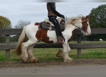 Cob Irlandese / Tinker / Gypsy Vanner, Castrone, 3 Anni, 138 cm, Pezzato