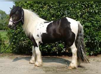 Cob Irlandese / Tinker / Gypsy Vanner, Castrone, 3 Anni, 138 cm, Pezzato