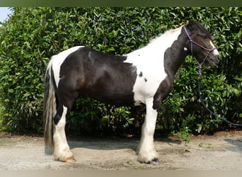 Cob Irlandese / Tinker / Gypsy Vanner, Castrone, 3 Anni, 138 cm, Pezzato