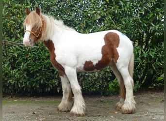 Cob Irlandese / Tinker / Gypsy Vanner, Castrone, 3 Anni, 138 cm, Pezzato