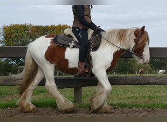 Cob Irlandese / Tinker / Gypsy Vanner, Castrone, 3 Anni, 138 cm, Pezzato