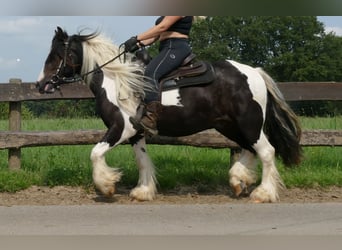 Cob Irlandese / Tinker / Gypsy Vanner, Castrone, 3 Anni, 138 cm, Pezzato