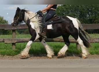 Cob Irlandese / Tinker / Gypsy Vanner, Castrone, 3 Anni, 138 cm, Pezzato