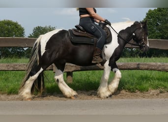 Cob Irlandese / Tinker / Gypsy Vanner, Castrone, 3 Anni, 138 cm, Pezzato