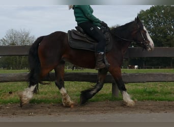 Cob Irlandese / Tinker / Gypsy Vanner, Castrone, 3 Anni, 139 cm, Baio