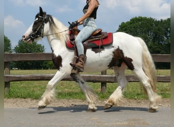 Cob Irlandese / Tinker / Gypsy Vanner, Castrone, 3 Anni, 141 cm, Pezzato