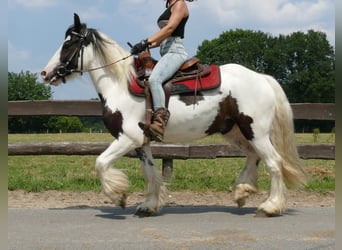 Cob Irlandese / Tinker / Gypsy Vanner, Castrone, 3 Anni, 141 cm, Pezzato