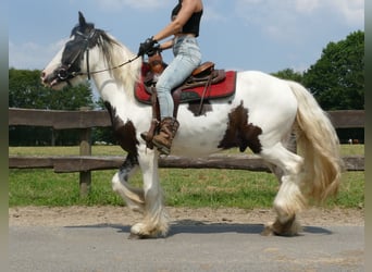 Cob Irlandese / Tinker / Gypsy Vanner, Castrone, 3 Anni, 141 cm, Pezzato