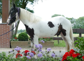 Cob Irlandese / Tinker / Gypsy Vanner, Castrone, 3 Anni, 141 cm, Pezzato