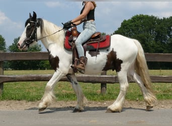 Cob Irlandese / Tinker / Gypsy Vanner, Castrone, 3 Anni, 141 cm, Pezzato